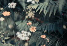 Gardening for the Soul: How Connecting with Nature Nurtures Inner Growth